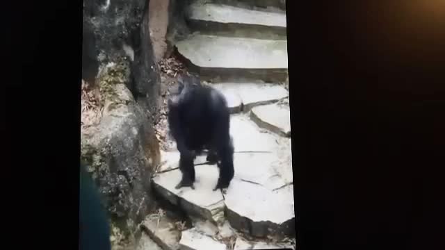 Monkey at the zoo giving love to people