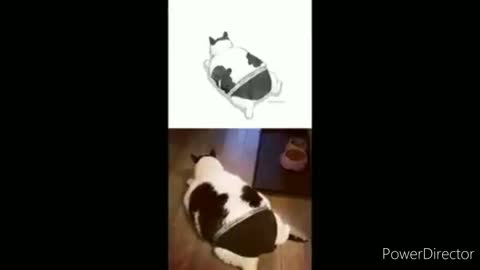 Funny cats and dogs video 2022