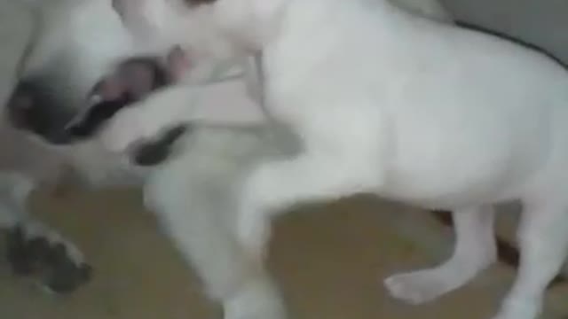 Pitbull Puppy Attacks Labrador