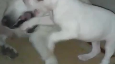 Pitbull Puppy Attacks Labrador