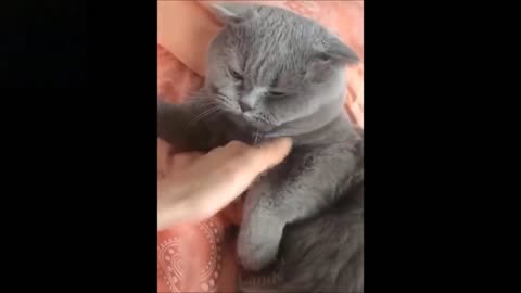 Cute Baby Animals & Funny Pets Video 2020