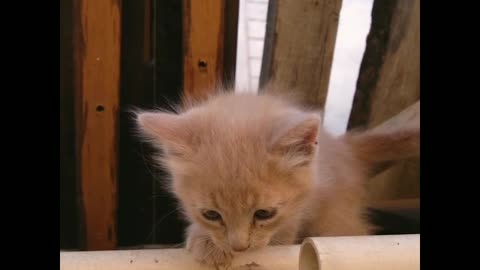 The most funny kitten funny moment...😺😺😺😚😚😚😚😆😆😘😘😘😘😍😍😍😘😘