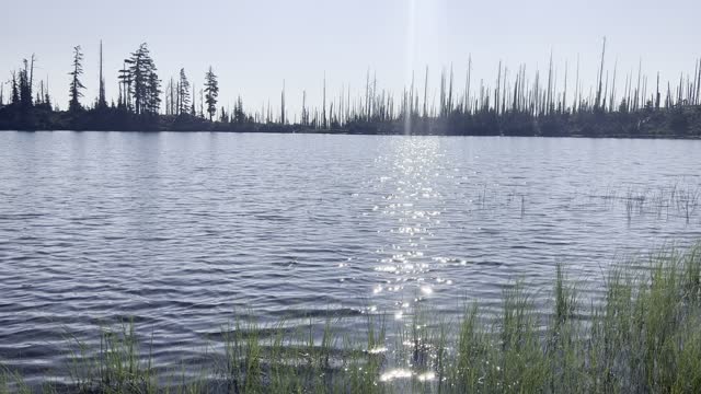 Swampy Western Shore of Booth Lake – SE Quadrant of Three Fingered Jack Loop – Central Oregon – 4K