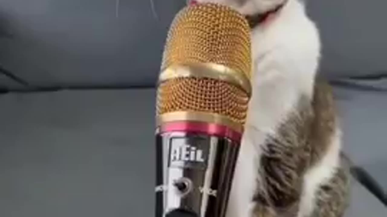 Adorable Kitten Love 😻💙🌈 _ Cute Cat Video