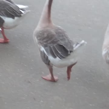 Duck Funny videos|Lovely Duck videos duck