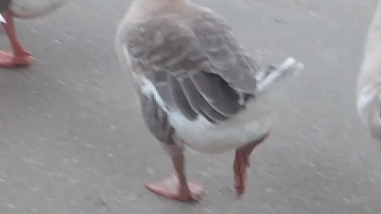 Duck Funny videos|Lovely Duck videos duck