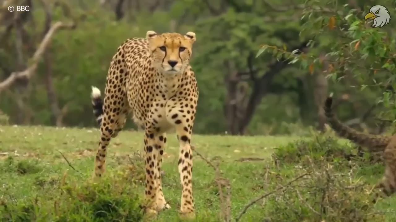 Injured Cheetah 🐆When choosing Wrong opponent