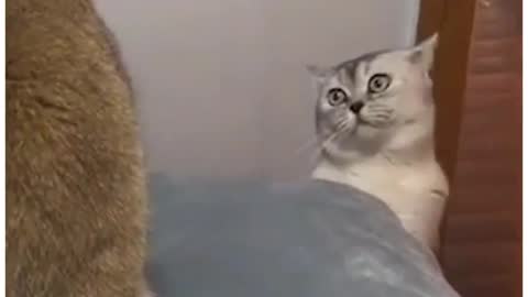 Funny Cats of Tiktok #shorts #catsoftiktok #cats #cat