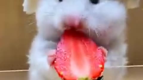 Enjoy strawberry fruit rabbit