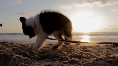 Puppy playing with leash on the beach