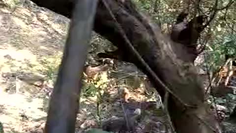 Wild Animal