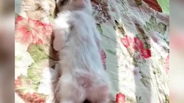 CUTE Cat Funny Video | Cat Training Guidance | Sweet Animal | Cat | Pet