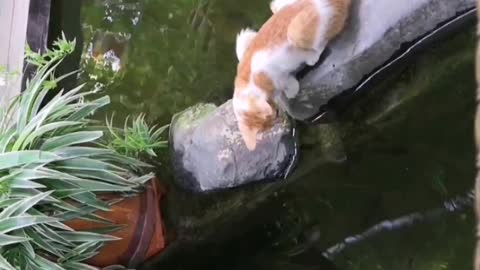 The cat stalks the fish