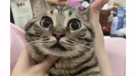 Funny cats