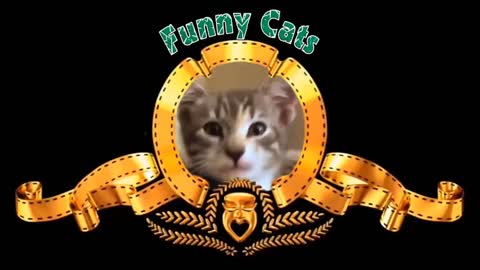 Funny Cats ✪ Cute and Baby Cats Videos Compilation #