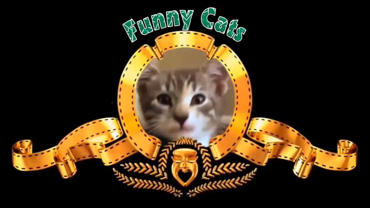 Funny Cats ✪ Cute and Baby Cats Videos Compilation #