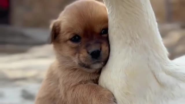 Cute puppy looking at his mother in the duck