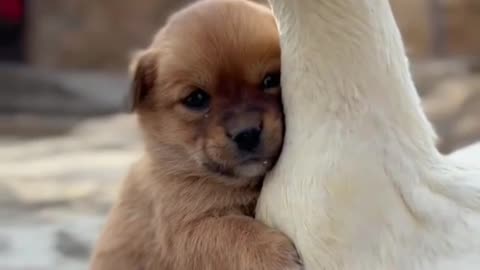 Cute puppy looking at his mother in the duck