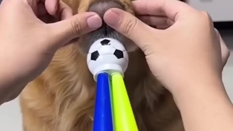 Funniest Cat and Dog videos