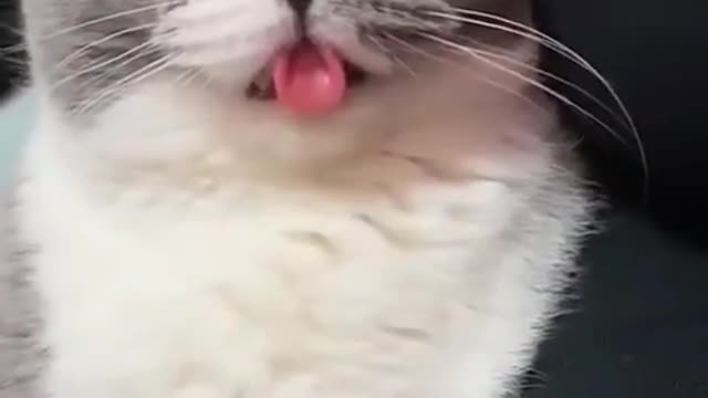 New Funny Cats compilation nice video ‼️🥰