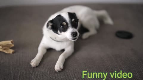 Funniest Dogs and Cats - Awesome Funny Pet Animals Life Videos funny Dogs pappy