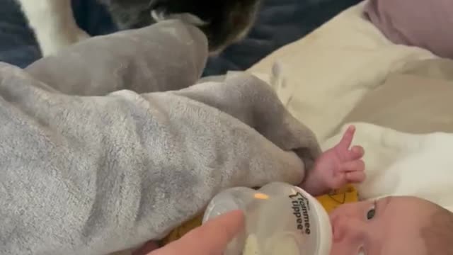 the most amazing thing between dog and baby