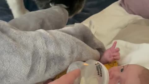 the most amazing thing between dog and baby