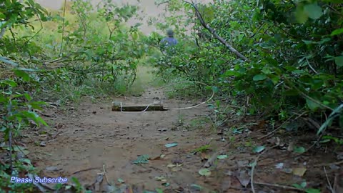 Easy Wild Cat Trap Make From Bamboo - Wild Cat Trap Installation Technique