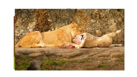 lioness terrifying look