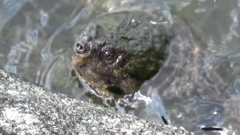Huge Turtle