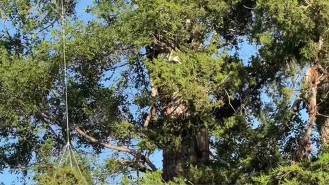 Cat Rescued After Being Stuck at the Top of a Tree for 2 Days!