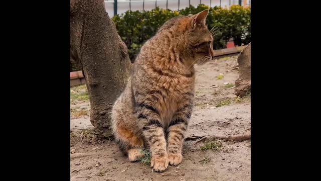 Cat videos and happy relaxing music- Bringing cat videos together