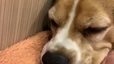Funny beagle Batya sleeps