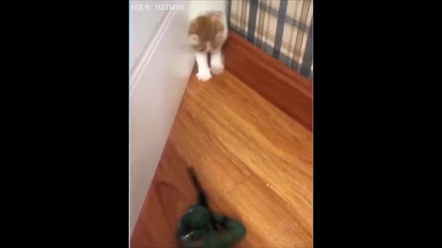 Funny Cats and Dogs - Try Not to Laugh