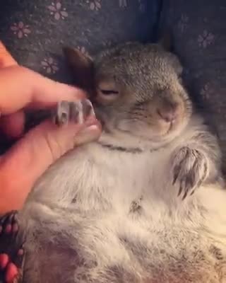 Encuentra a esta bebé en su cama y crece hasta convertirse en la mascota más adorable del mundo