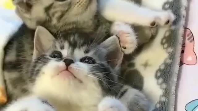 Cute cats