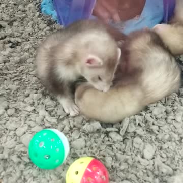 Ferrit