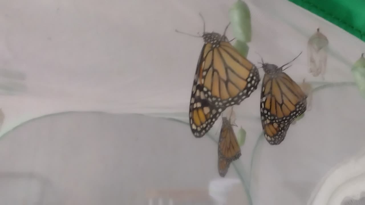 4 Monarchs 🦋 🦋 🦋 🦋 hatched today 💓