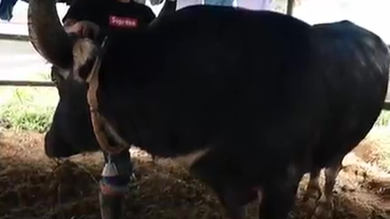 Toraja tribe Indonesia special video