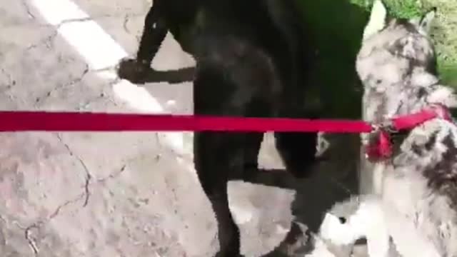 The weather is fine, take two dogs out for a walk