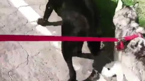 The weather is fine, take two dogs out for a walk