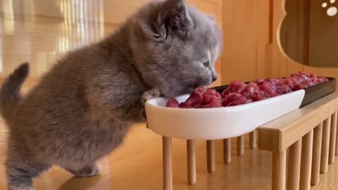 Beautiful Cat eating - ASMR Cat Eating