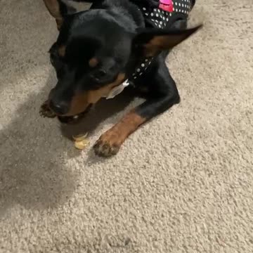 Chi-Pin Dog Shells a Pistachio