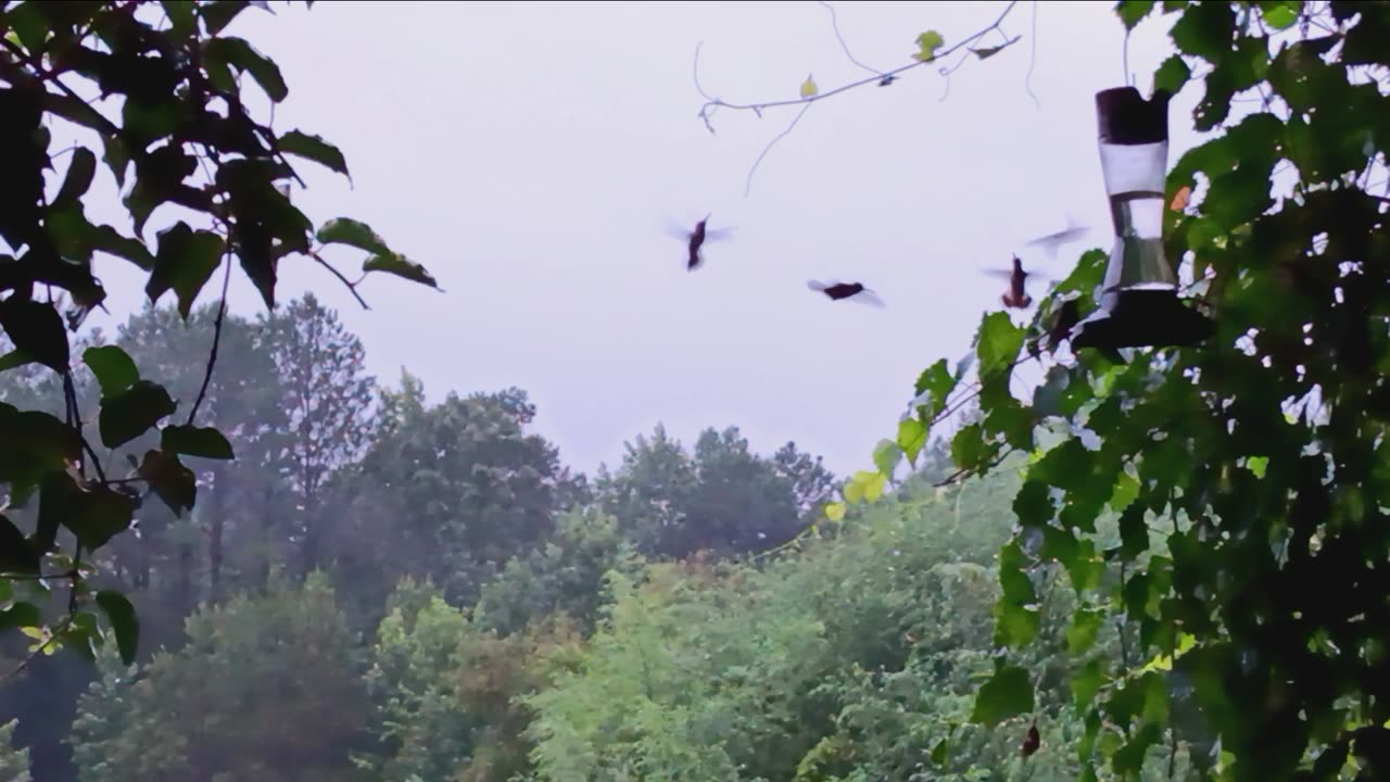 Homestead hummingbird swarm!!!