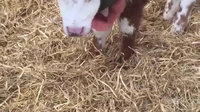 Blind calf just loves cuddles