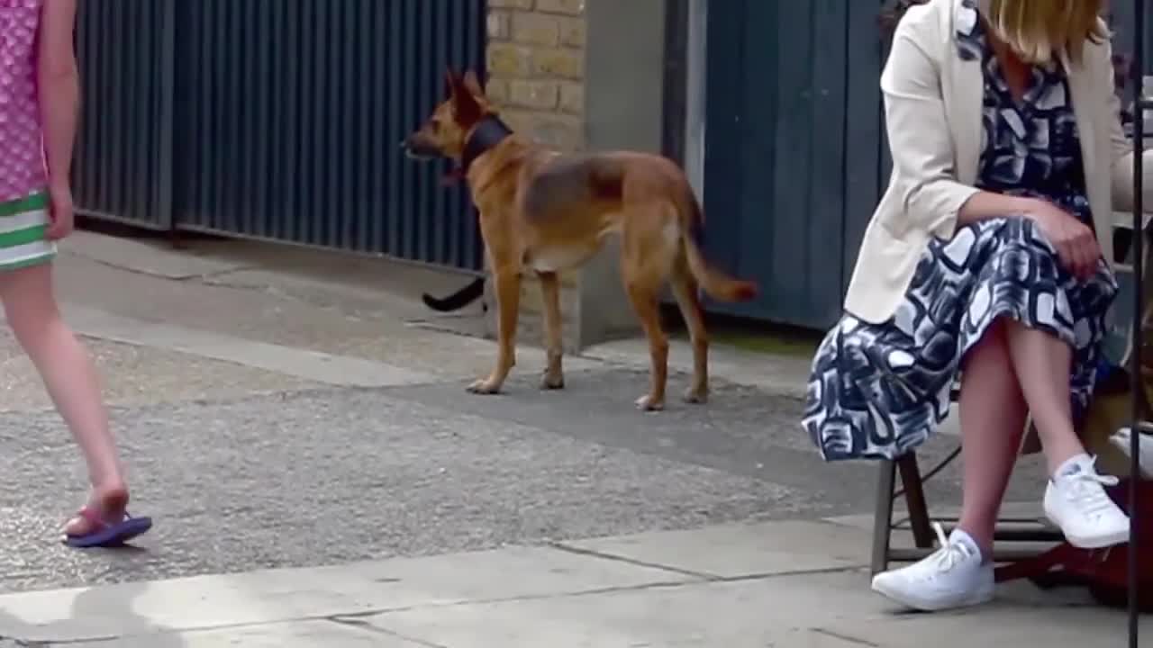 cat & dog playing in the street ღ; ♥;