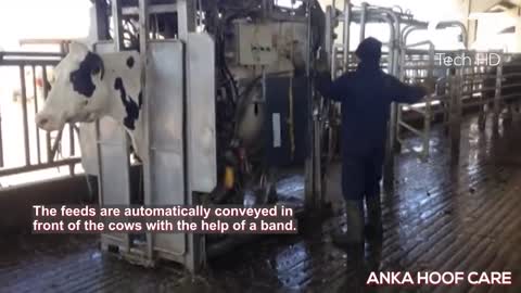 See how this cow machine works. Incredible farm, modern technology machines
