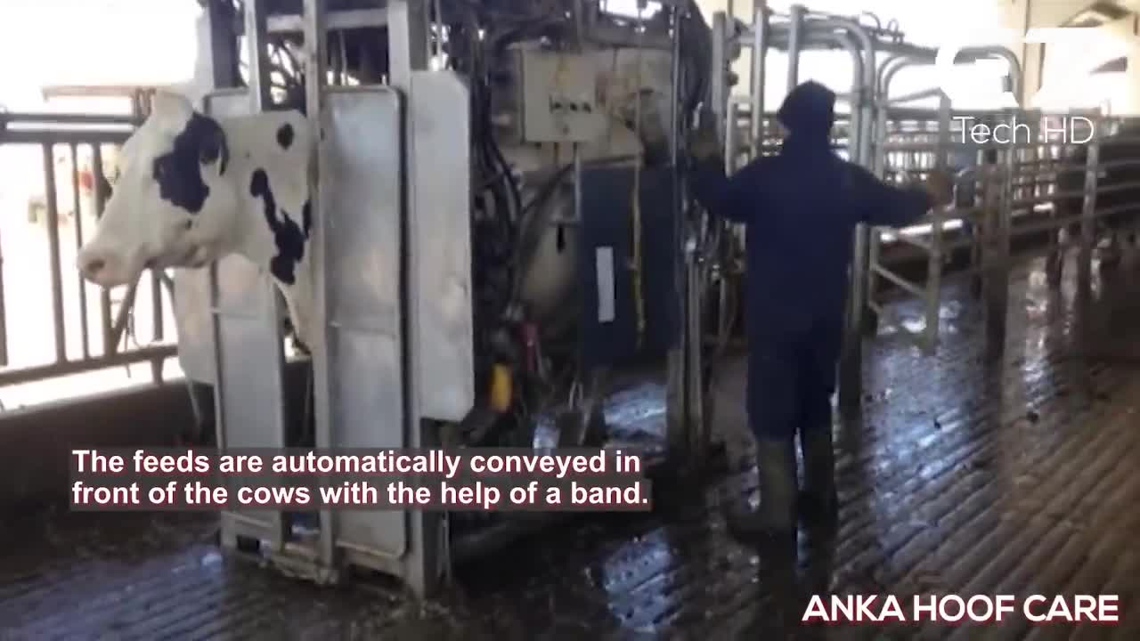 See how this cow machine works. Incredible farm, modern technology machines
