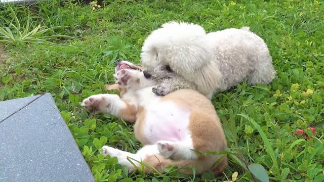 Cute baby monkey and dog