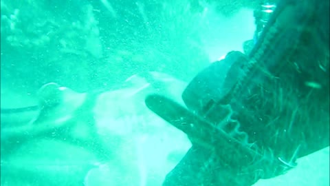 Freeing A Shark From A Fishing Lure